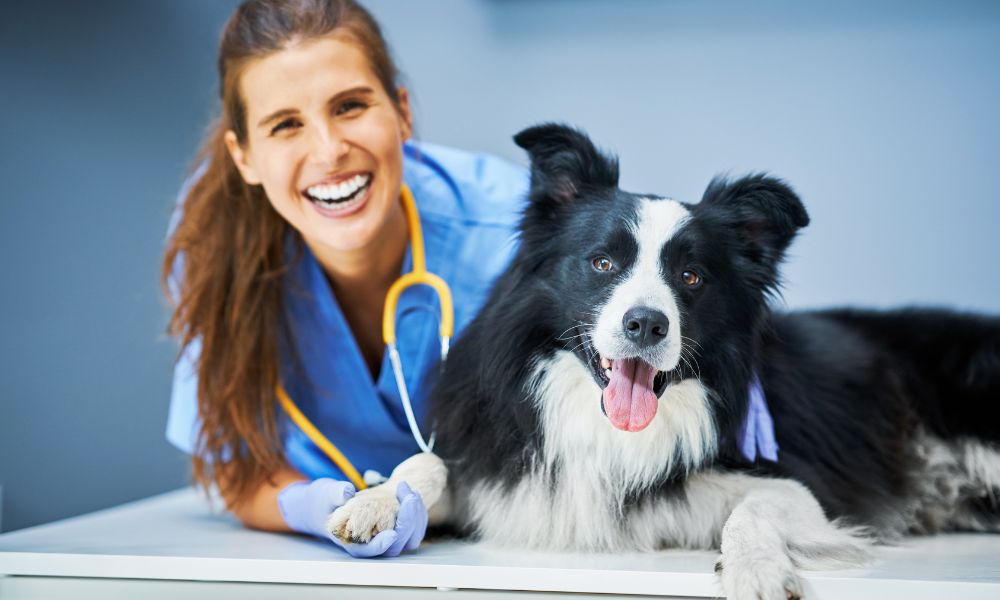 5 Reasons your pet needs a good veterinarian in Kitchener